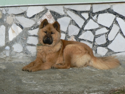 Блонди1
